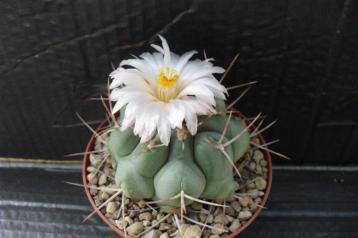 Thelocactus hexaedrophorus v. fossulatus 