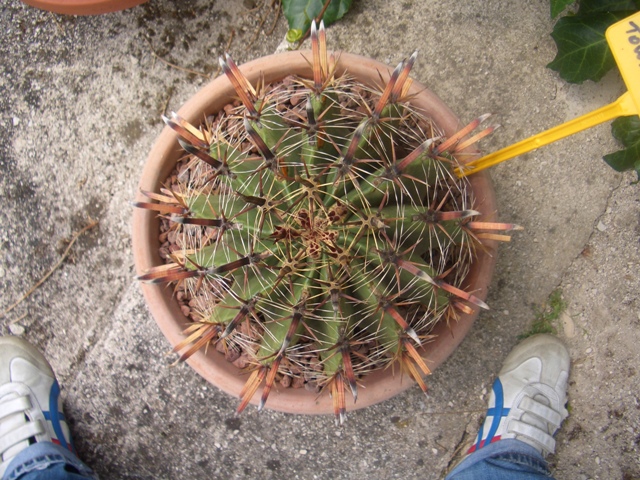 Ferocactus herrerae 