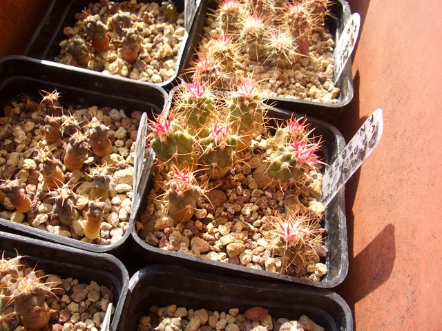 Echinocactus parryi  
