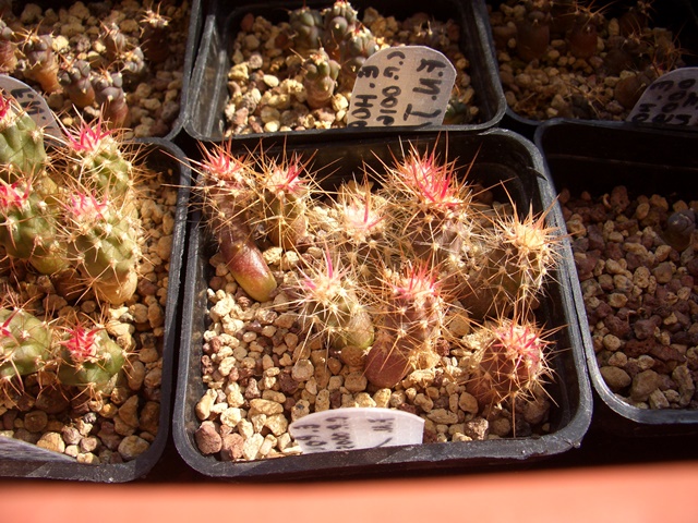 Echinocactus polycephalus  
