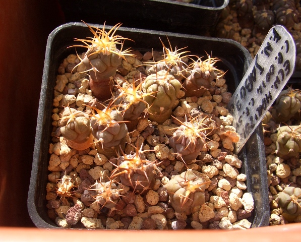 Echinocactus horizonthalonius  