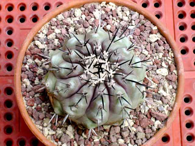 Copiapoa cinerea 