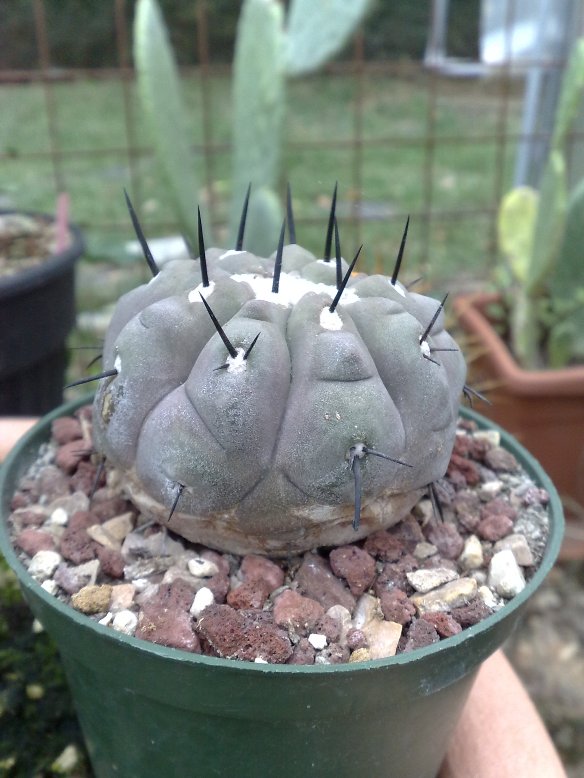 Copiapoa cinerea 