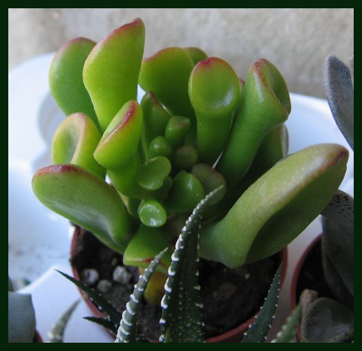 Crassula Clavata 