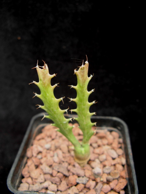 Euphorbia clavigera 