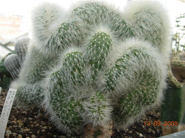 Cleistocactus strausii f. cristatus 
