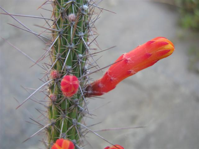 Cleistocactus horstii 