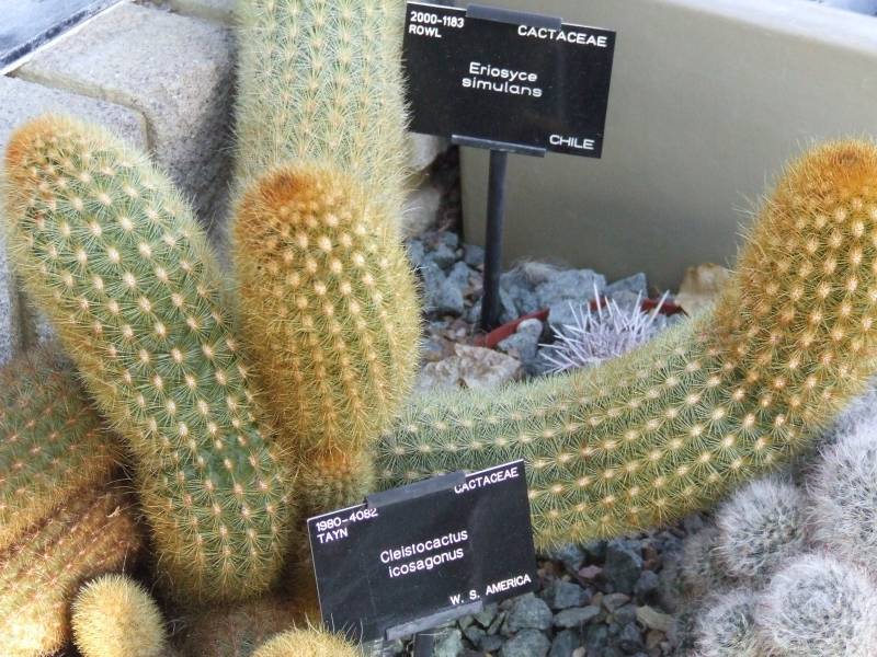 Cleistocactus icosagonus 