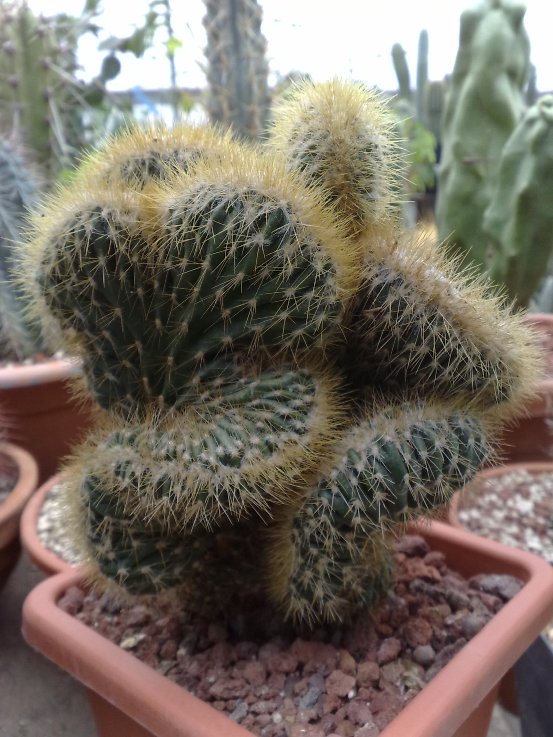 cleistocactus jujuyensis f. cristatus