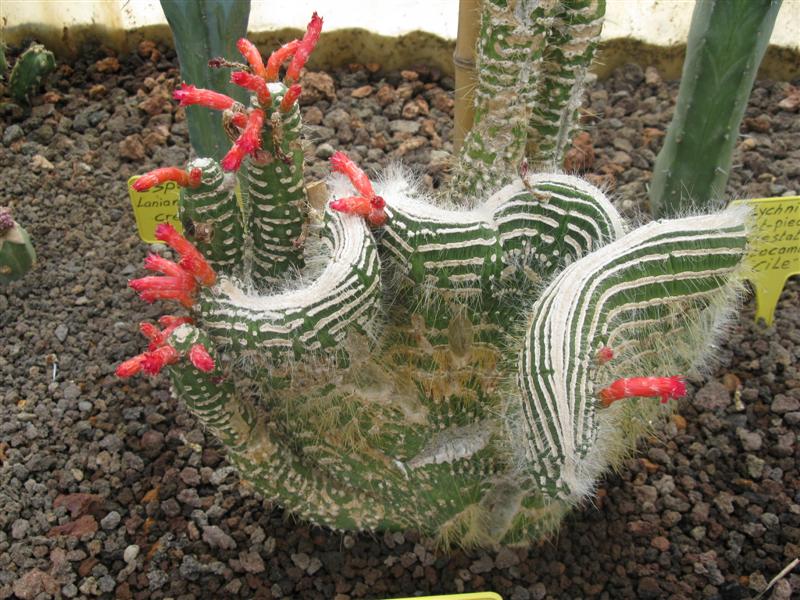 Cleistocactus jujuyensis f. monstruosus 