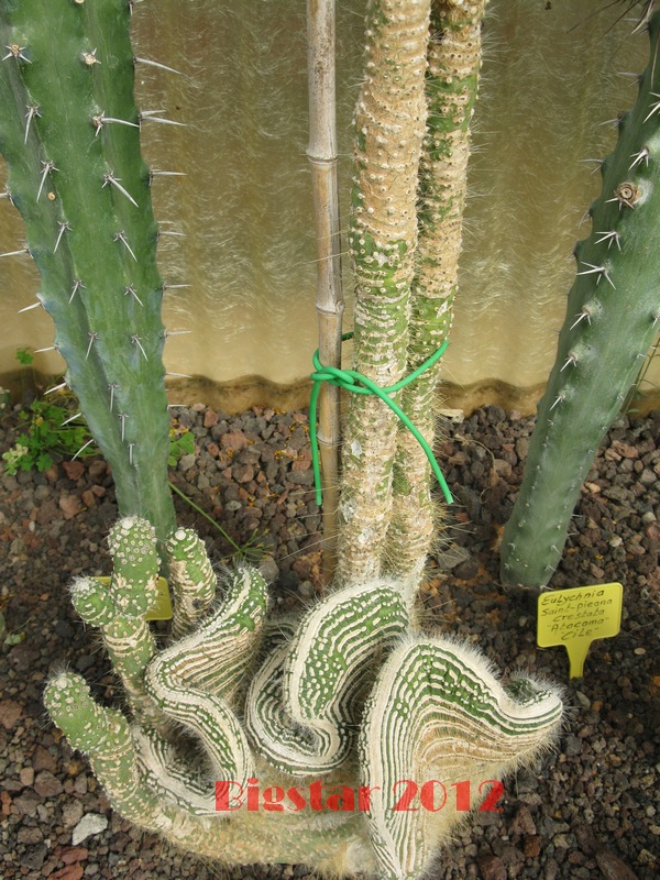 Cleistocactus jujuyensis f. cristatus monstruosus 