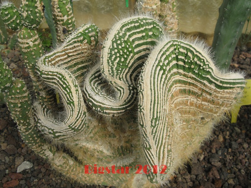 Cleistocactus jujuyensis f. cristatus monstruosus 