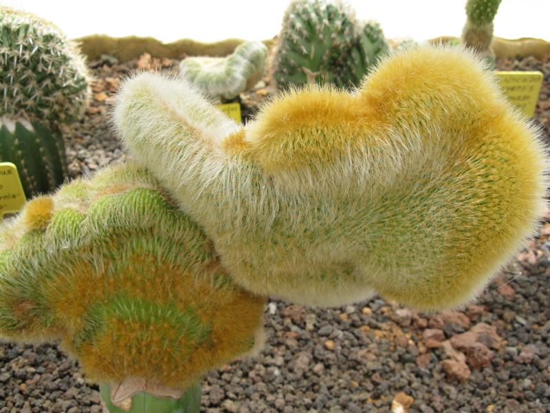 Cleistocactus margaritanus f. cristatus 