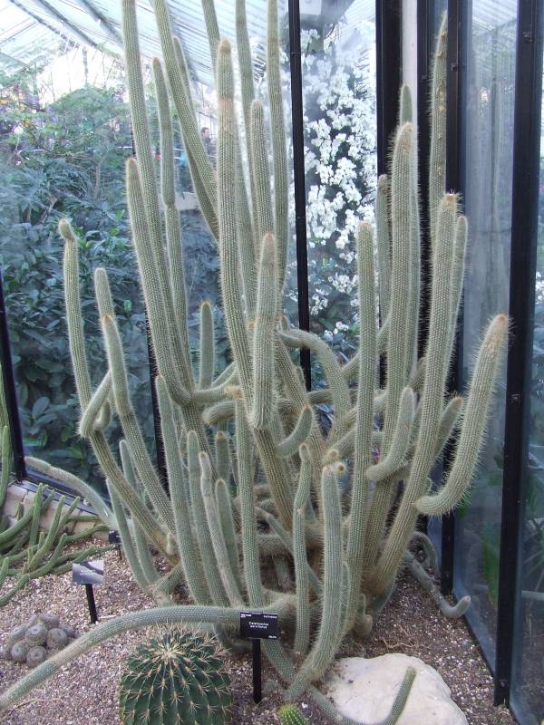 Cleistocactus parviflorus 