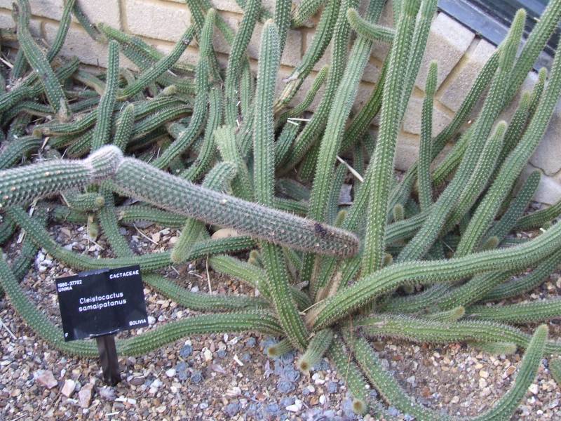 Cleistocactus samaipatanus 