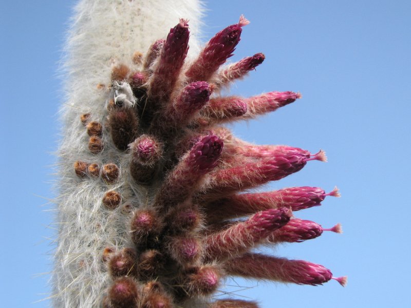 Cleistocactus strausii 