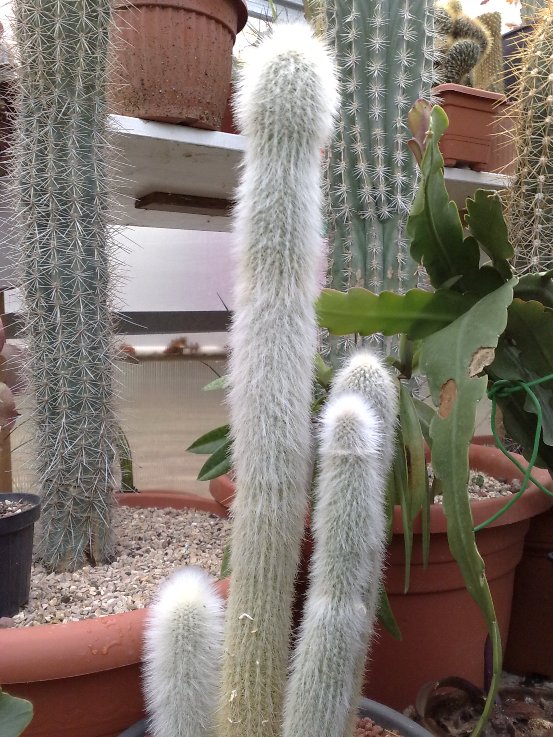 Cleistocactus strausii 