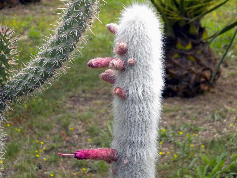 Cleistocactus strausii 