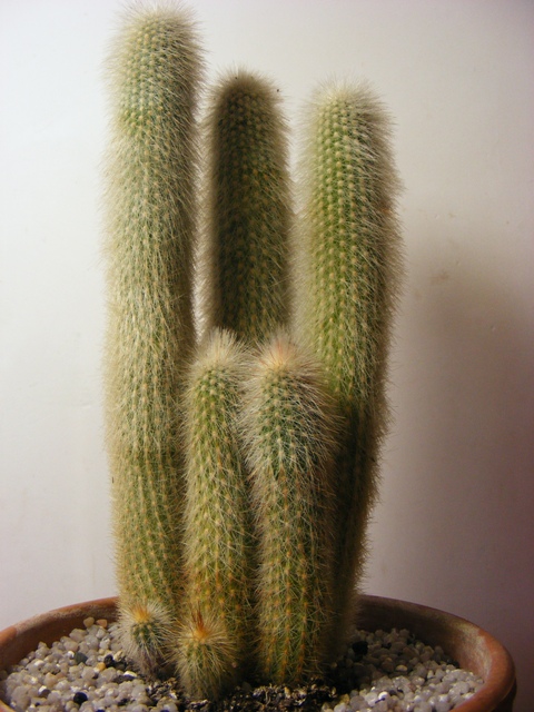 Cleistocactus strausii 