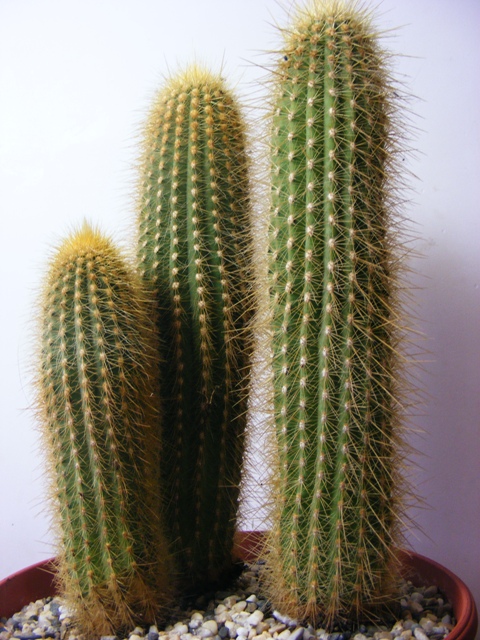 Cleistocactus winteri 