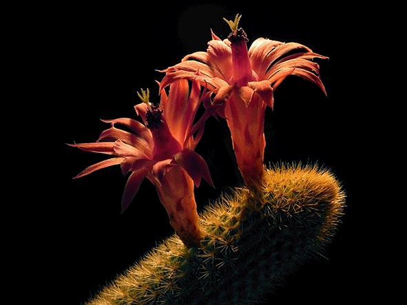 Cleistocactus winteri 