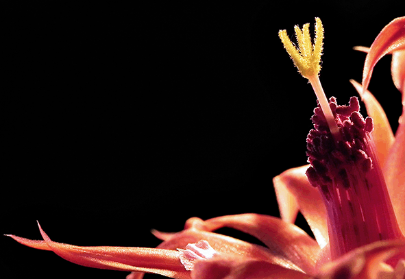 Cleistocactus winteri 