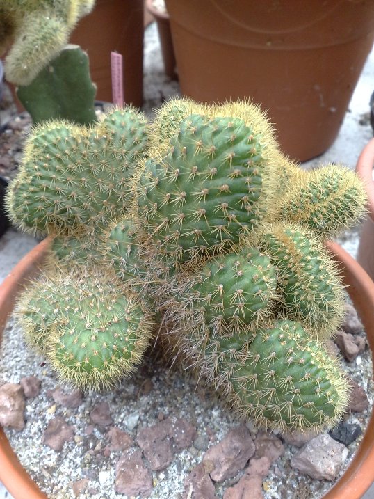 cleistocactus winteri f. cristatus 