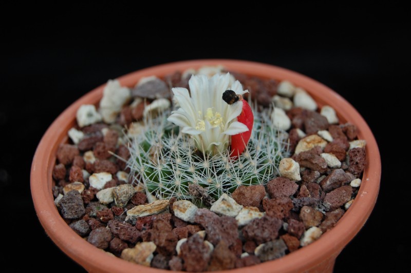 Mammillaria coahuilensis HK 1653