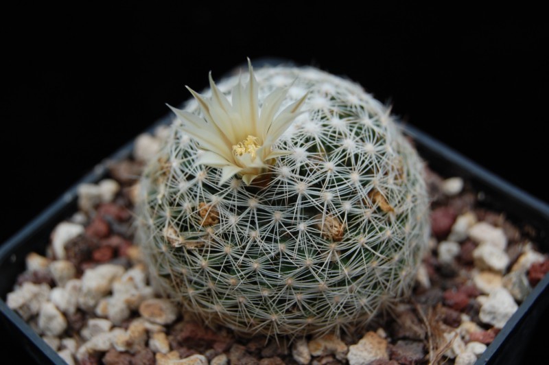 Mammillaria coahuilensis ssp. albiarmata 