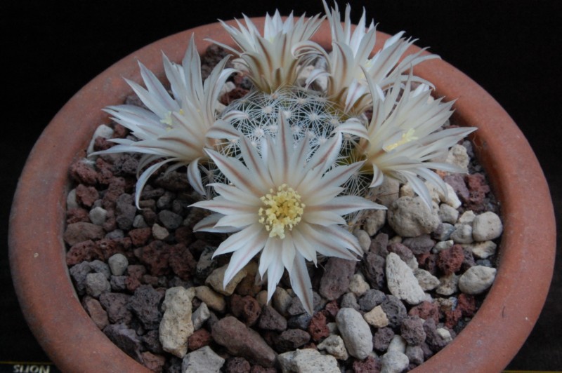 Mammillaria coahuilensis ssp. albiarmata 