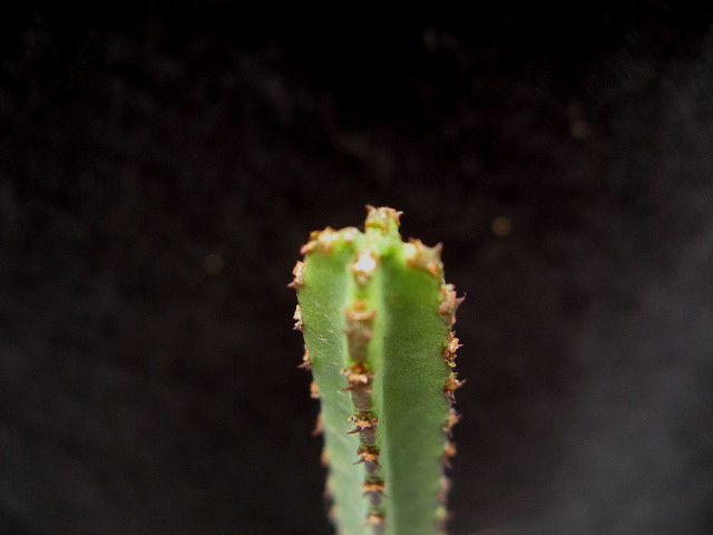 Euphorbia coerulans 