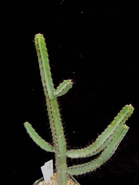 euphorbia coerulans