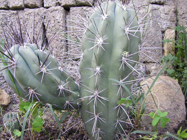 Stetsonia coryne 