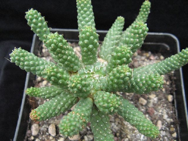 Euphorbia colliculina 