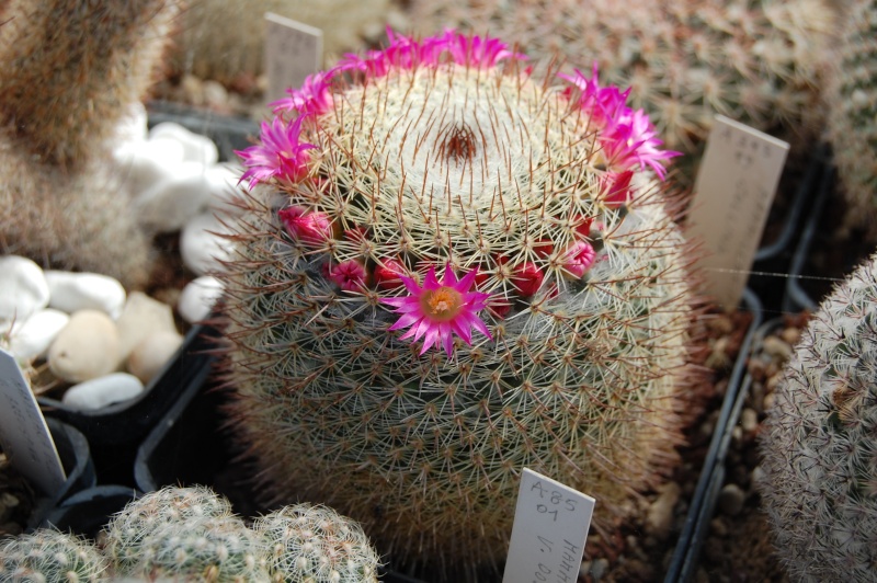 Mammillaria collina 