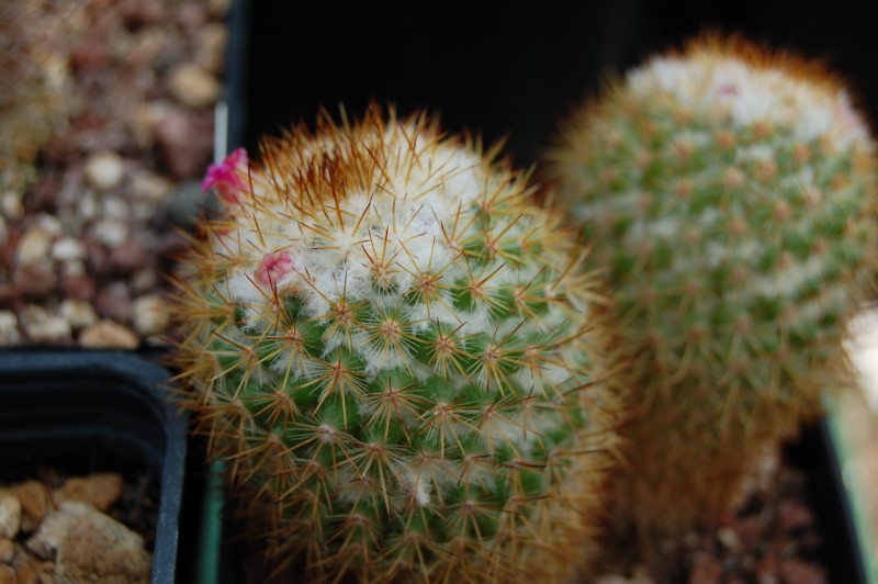 Mammillaria columbiana v. tamayonis 