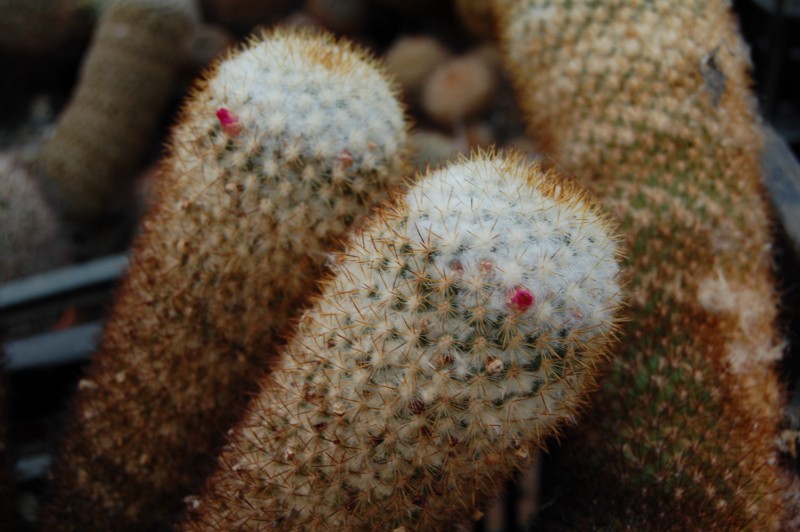 Mammillaria columbiana 