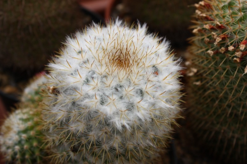 Mammillaria columbiana v. albescens REP 2229