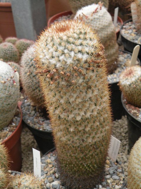 mammillaria columbiana 