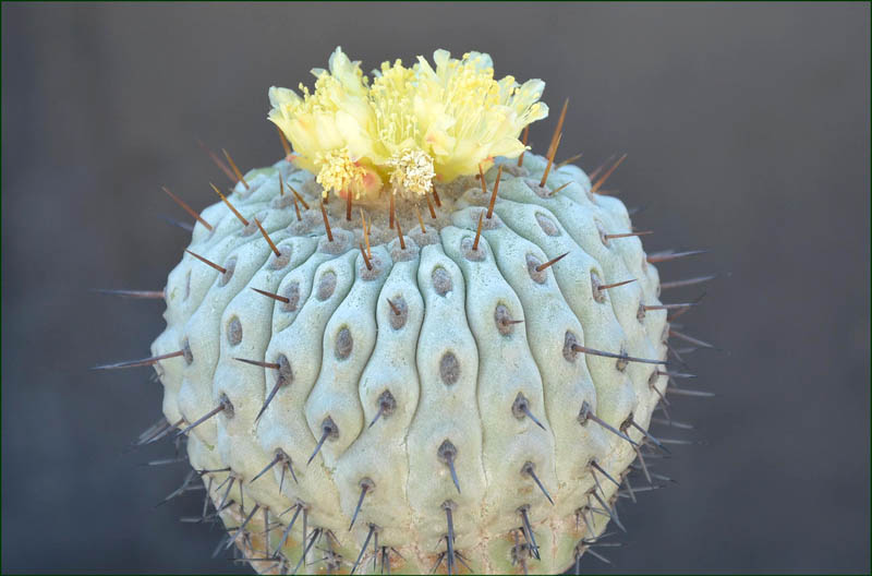 Copiapoa columna-alba 