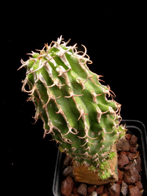 Euphorbia columnaris 