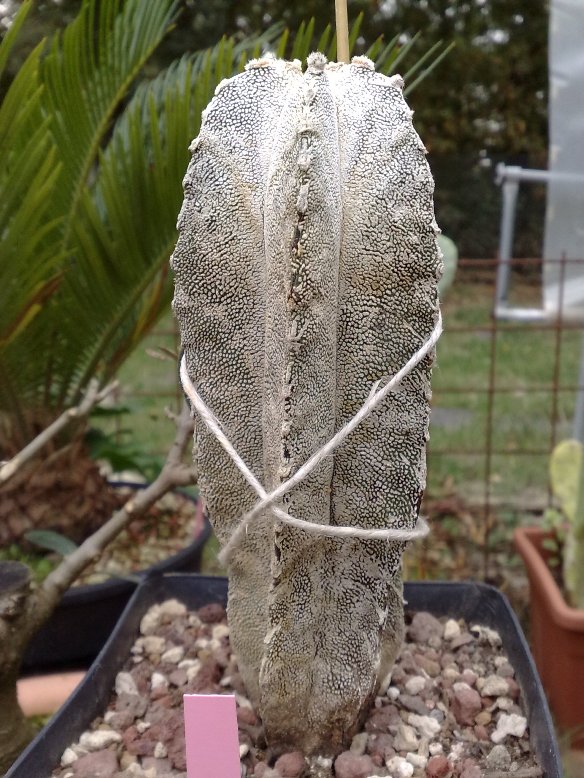 Astrophytum myriostigma v. columnare 