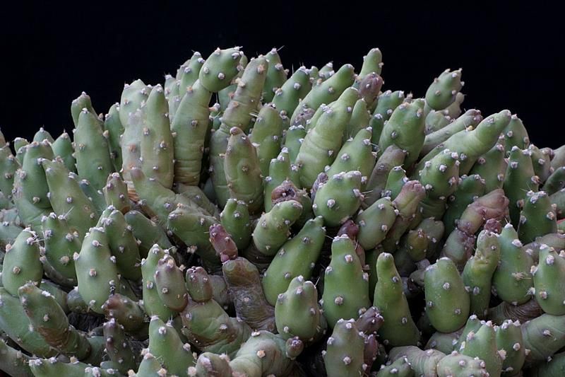 Opuntia pentlandii 