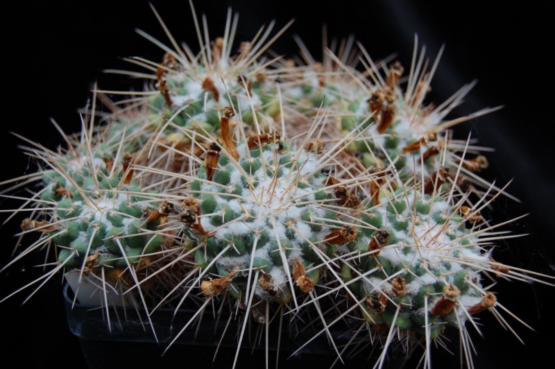 Mammillaria compressa BZ 76