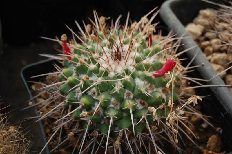 Mammillaria compressa ssp. centralifera REP 1140