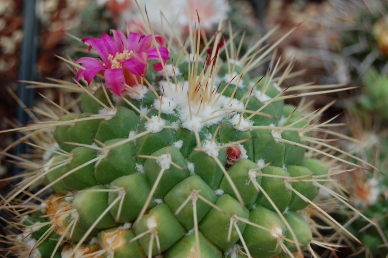 Mammillaria compressa BZ 76