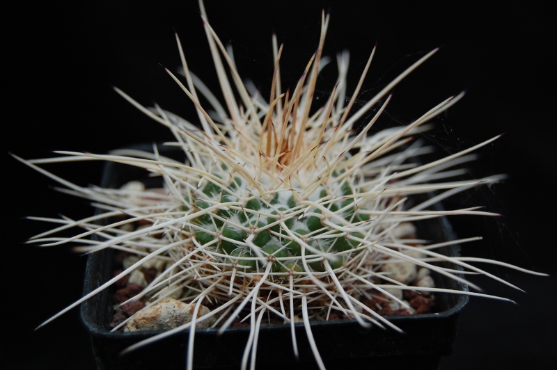 Mammillaria compressa MT 276