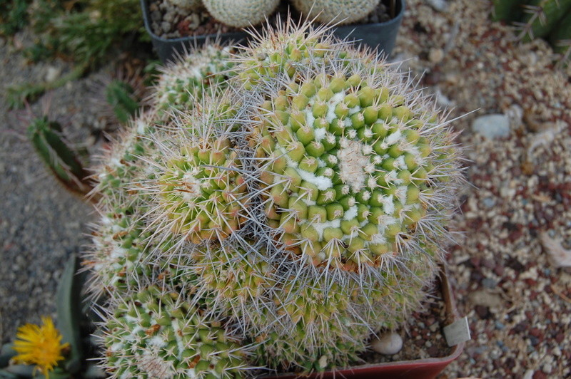 Mammillaria compressa SB 221