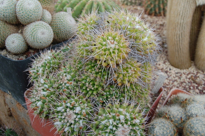 Mammillaria compressa SB 221