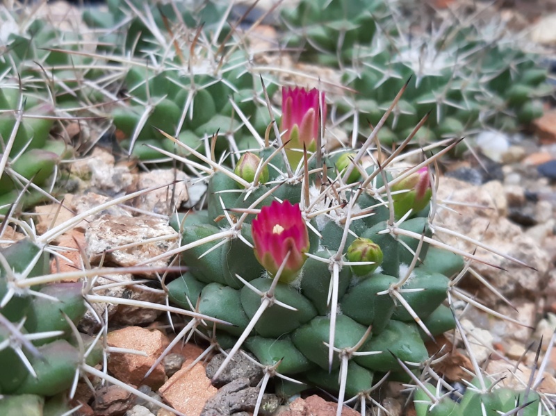 Mammillaria compressa SB 221